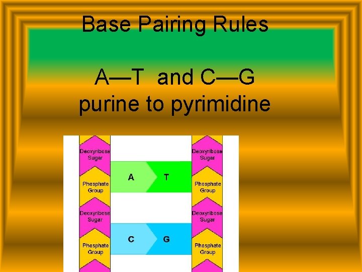 Base Pairing Rules A—T and C—G purine to pyrimidine 