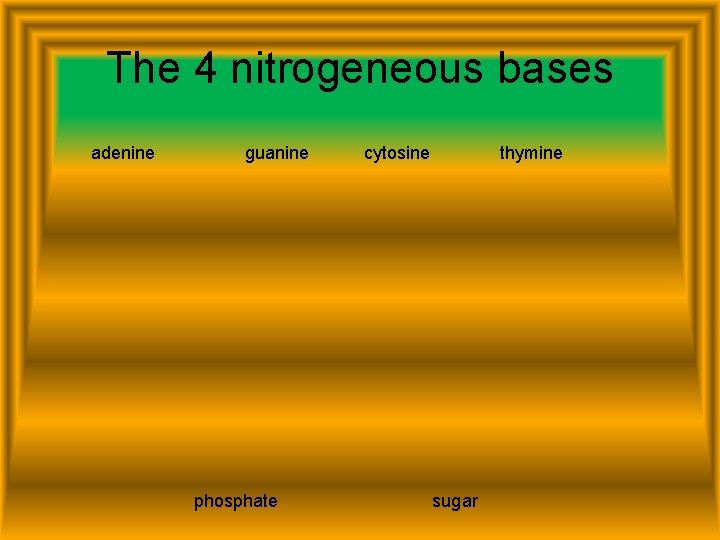 The 4 nitrogeneous bases adenine guanine phosphate cytosine thymine sugar 