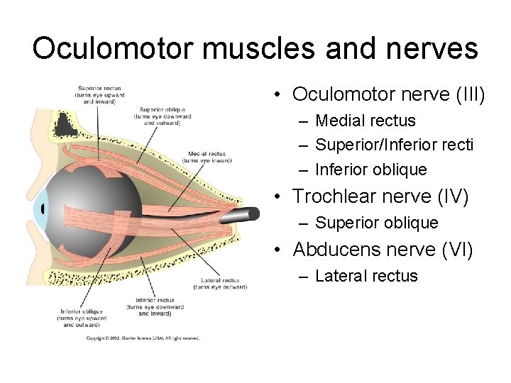 Oculomotor muscles and nerves • Oculomotor nerve (III) – Medial rectus – Superior/Inferior recti