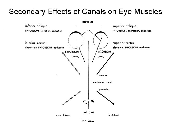 Secondary Effects of Canals on Eye Muscles 