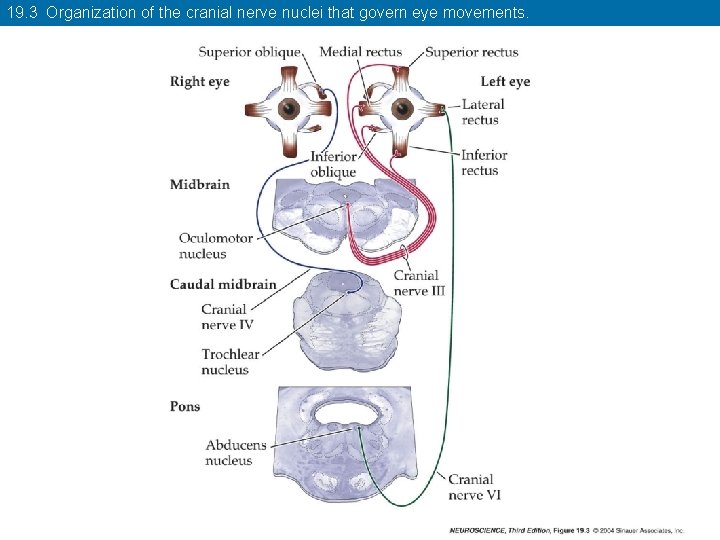 19. 3 Organization of the cranial nerve nuclei that govern eye movements. 