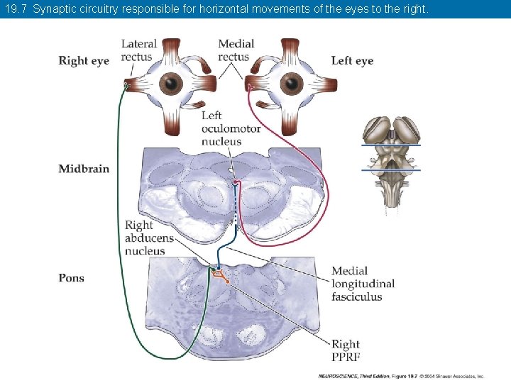 19. 7 Synaptic circuitry responsible for horizontal movements of the eyes to the right.