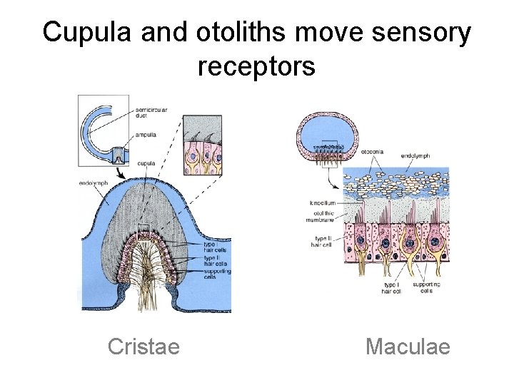 Cupula and otoliths move sensory receptors Cristae Maculae 