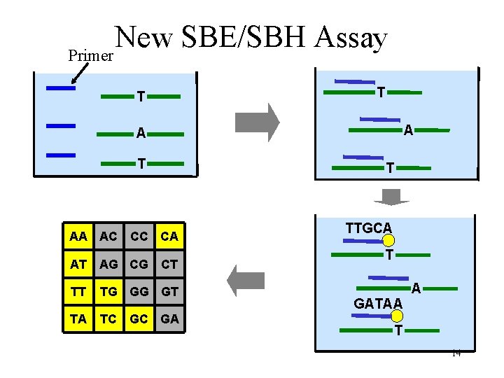 New SBE/SBH Assay Primer T T A A T T AA AC CC CA