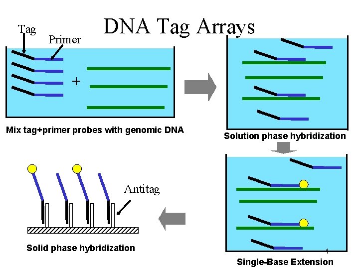 Tag Primer DNA Tag Arrays + Mix tag+primer probes with genomic DNA Solution phase