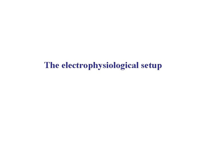 The electrophysiological setup 