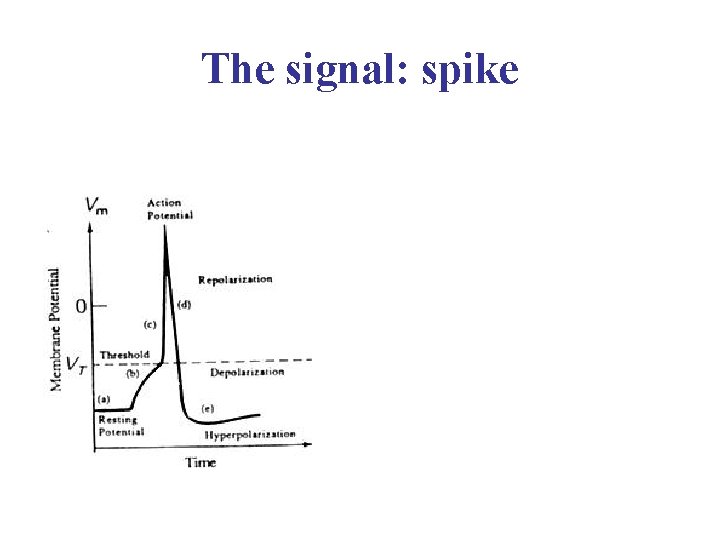 The signal: spike 