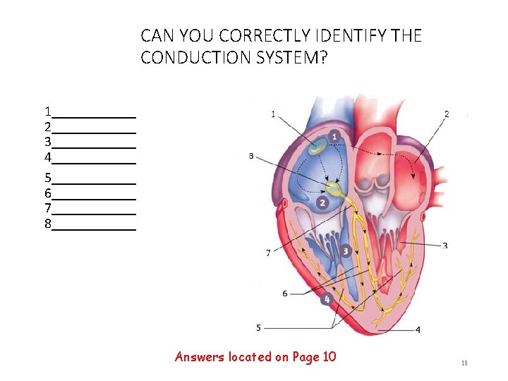 CAN YOU CORRECTLY IDENTIFY THE CONDUCTION SYSTEM? 1______ 2______ 3______ 4______ 5______ 6______ 7______