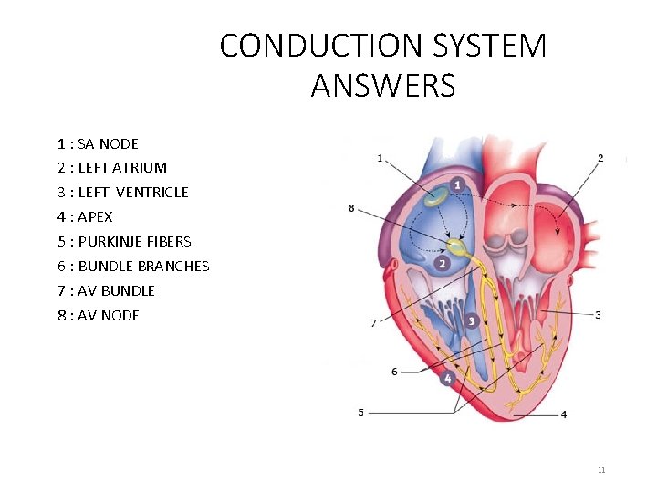 CONDUCTION SYSTEM ANSWERS 1 : SA NODE 2 : LEFT ATRIUM 3 : LEFT