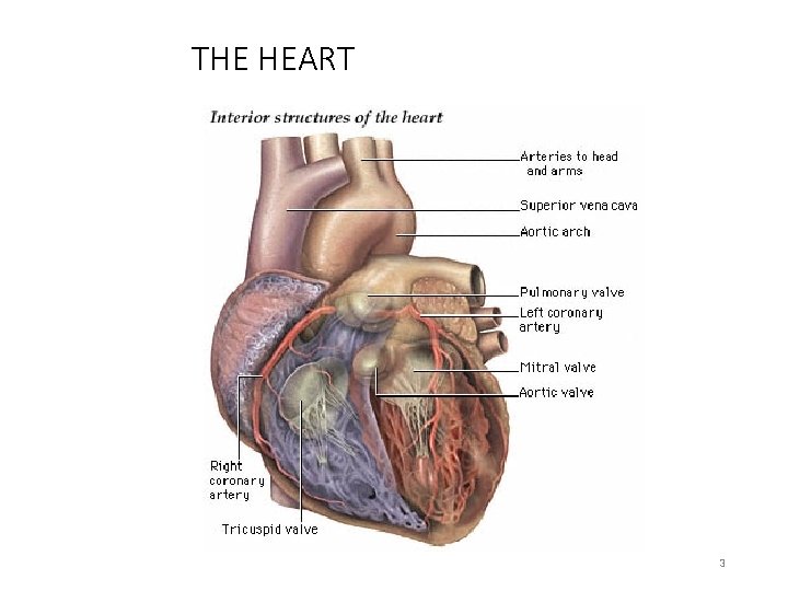 THE HEART 3 