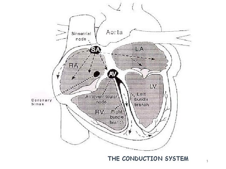 THE CONDUCTION SYSTEM 5 