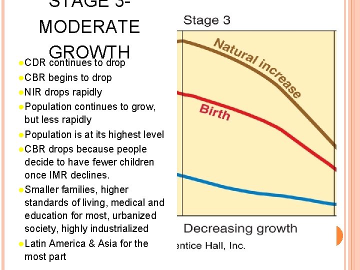 STAGE 3 MODERATE GROWTH ● CDR continues to drop ● CBR begins to drop