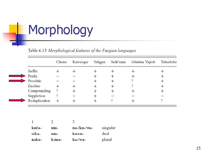 Morphology 15 