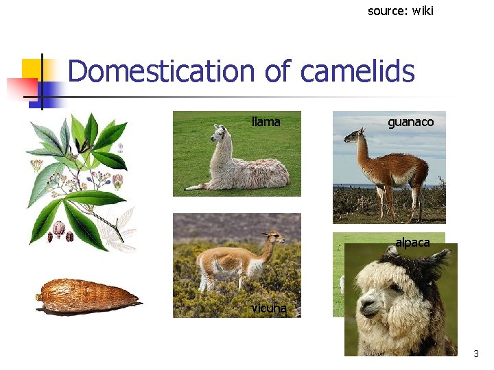 source: wiki Domestication of camelids llama guanaco alpaca vicuña 3 