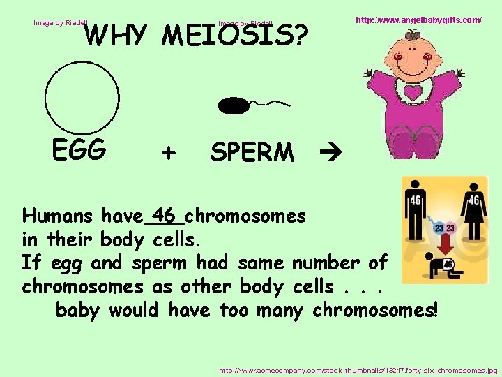 WHY MEIOSIS? Image by Riedell EGG Image by Riedell + http: //www. angelbabygifts. com/