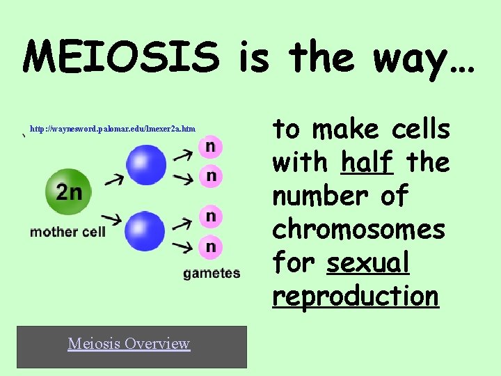 MEIOSIS is the way… http: //waynesword. palomar. edu/lmexer 2 a. htm Meiosis Overview to