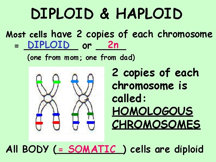 DIPLOID & HAPLOID Most cells have 2 copies of each chromosome DIPLOID or _____