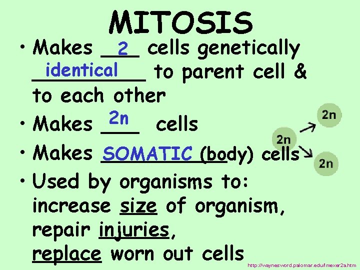 MITOSIS • Makes ___ 2 cells genetically identical _____ to parent cell & to