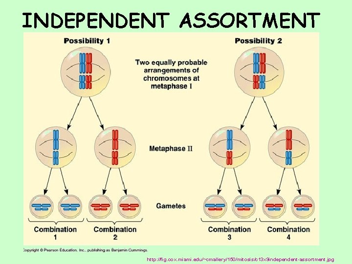 INDEPENDENT ASSORTMENT http: //fig. cox. miami. edu/~cmallery/150/mitosis/c 13 x 9 independent-assortment. jpg 