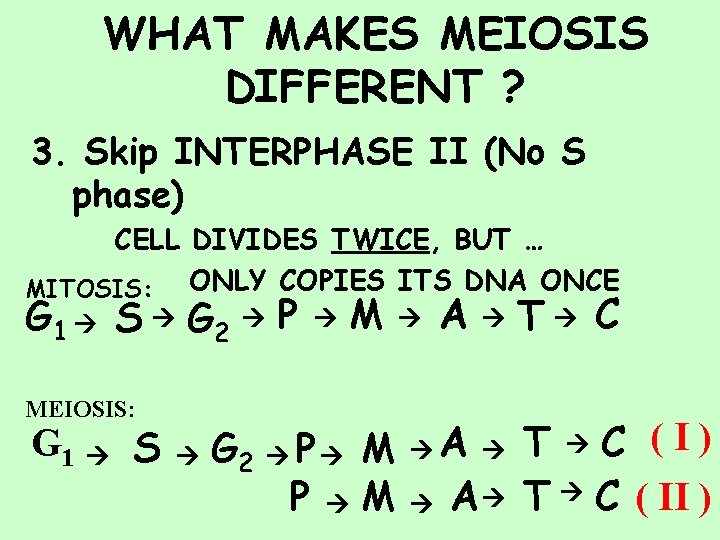 WHAT MAKES MEIOSIS DIFFERENT ? 3. Skip INTERPHASE II (No S phase) CELL DIVIDES