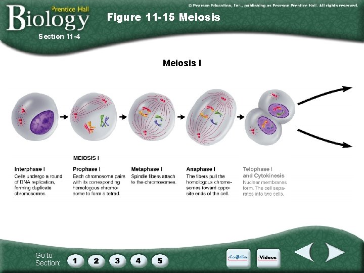 Figure 11 -15 Meiosis Section 11 -4 Meiosis I Go to Section: 
