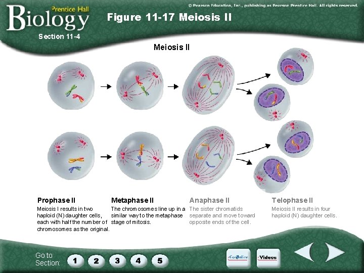 Figure 11 -17 Meiosis II Section 11 -4 Meiosis II Prophase II Metaphase II