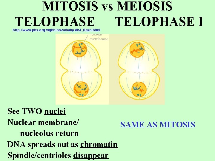 MITOSIS vs MEIOSIS TELOPHASE I http: //www. pbs. org/wgbh/nova/baby/divi_flash. html See TWO nuclei Nuclear