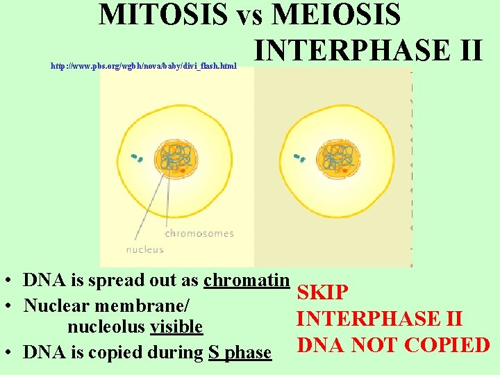 MITOSIS vs MEIOSIS INTERPHASE II http: //www. pbs. org/wgbh/nova/baby/divi_flash. html • DNA is spread