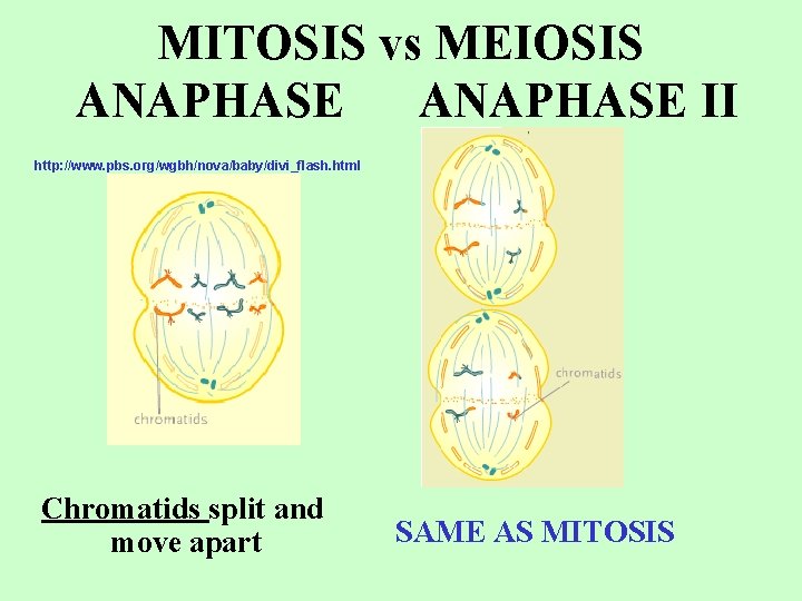 MITOSIS vs MEIOSIS ANAPHASE II http: //www. pbs. org/wgbh/nova/baby/divi_flash. html Chromatids split and move