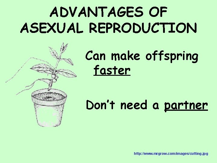 ADVANTAGES OF ASEXUAL REPRODUCTION Can make offspring faster Don’t need a partner http: //www.