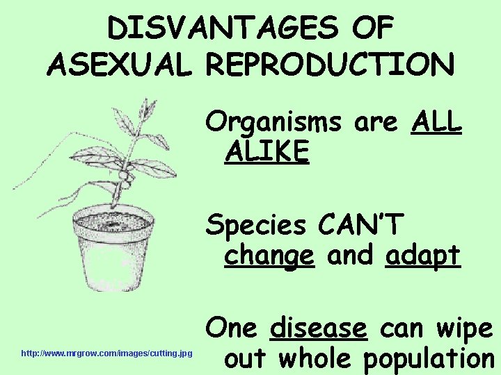 DISVANTAGES OF ASEXUAL REPRODUCTION Organisms are ALL ALIKE Species CAN’T change and adapt http: