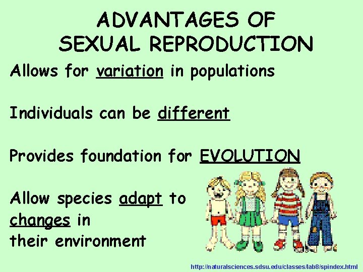 ADVANTAGES OF SEXUAL REPRODUCTION Allows for variation in populations Individuals can be different Provides