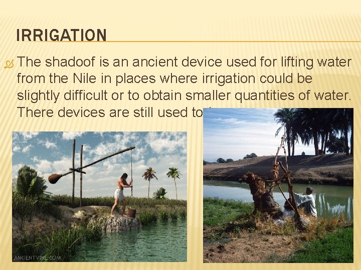 IRRIGATION The shadoof is an ancient device used for lifting water from the Nile