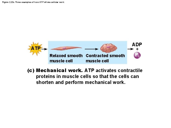 Figure 2. 23 c Three examples of how ATP drives cellular work. ADP ATP