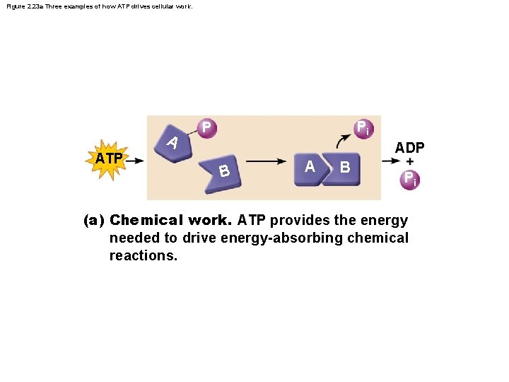 Figure 2. 23 a Three examples of how ATP drives cellular work. A ATP