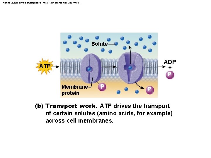 Figure 2. 23 b Three examples of how ATP drives cellular work. Solute ADP