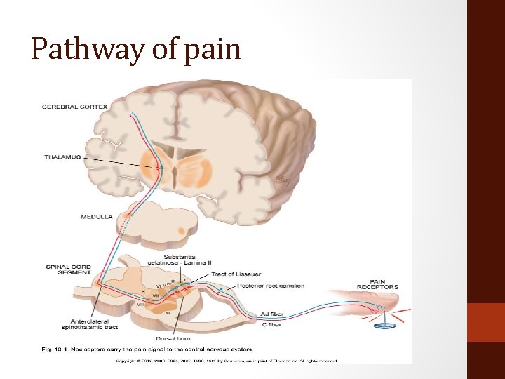 Pathway of pain 