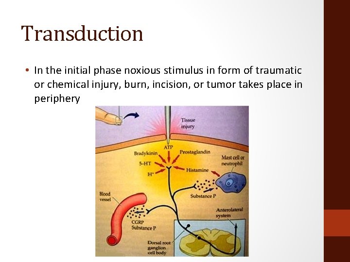 Transduction • In the initial phase noxious stimulus in form of traumatic or chemical