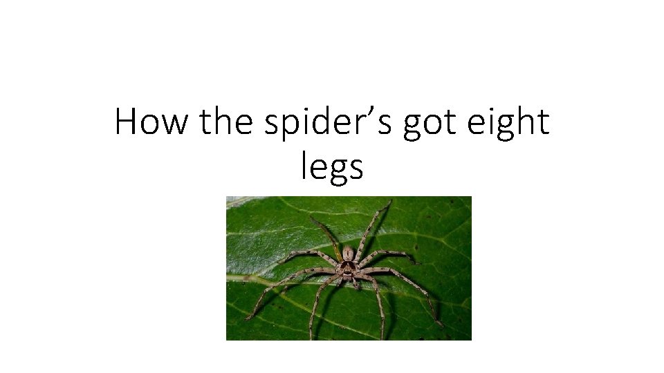 How the spider’s got eight legs By Mahli 