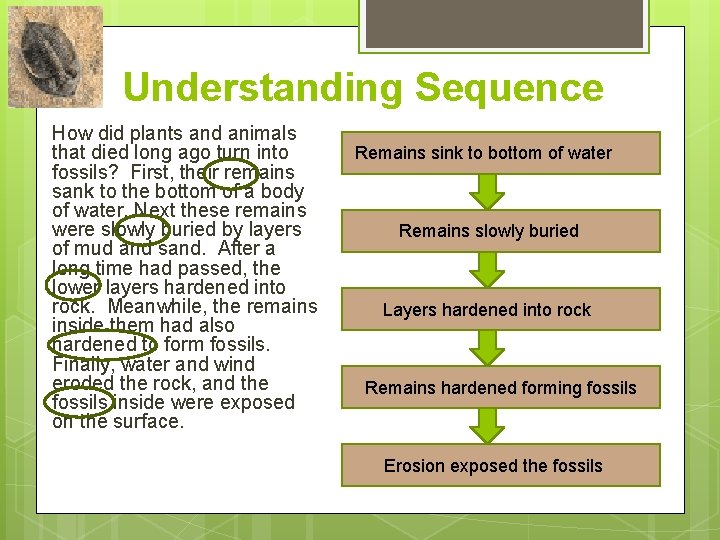  Understanding Sequence How did plants and animals that died long ago turn into