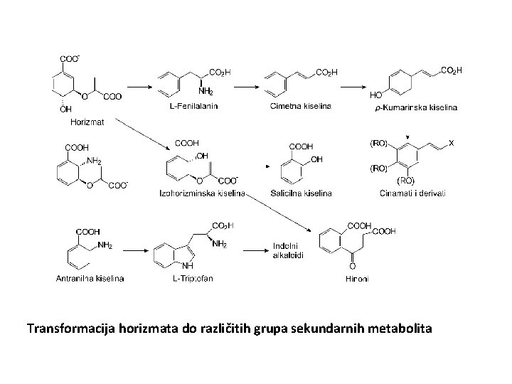 Transformacija horizmata do različitih grupa sekundarnih metabolita 