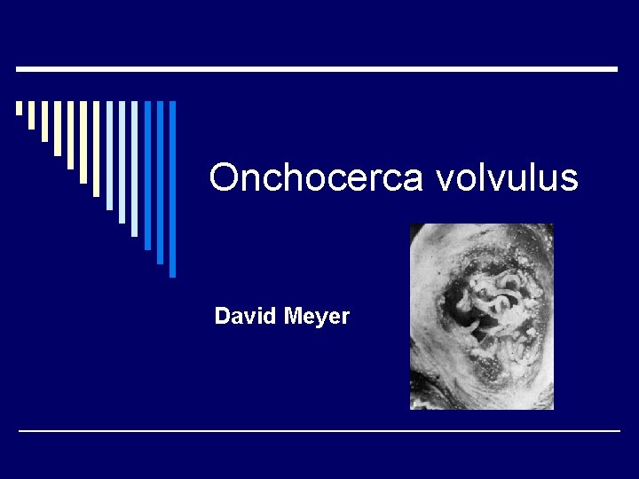 Onchocerca volvulus David Meyer 