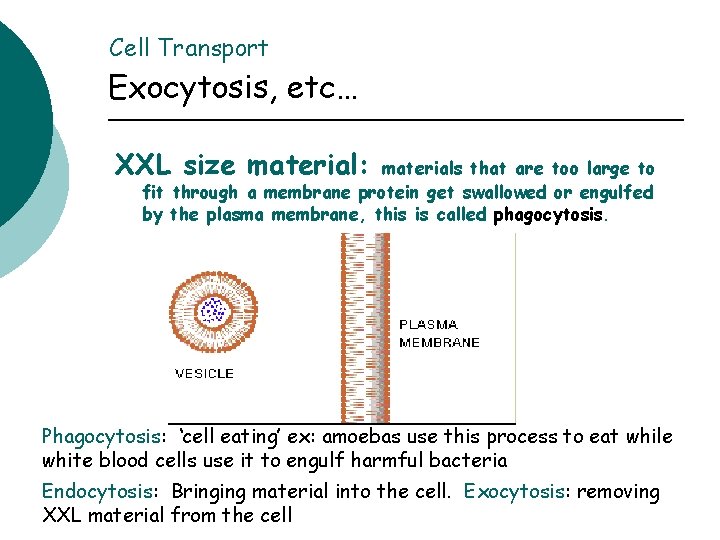 Cell Transport Exocytosis, etc… XXL size material: materials that are too large to fit