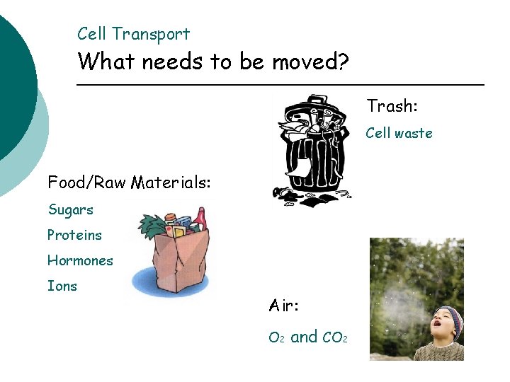 Cell Transport What needs to be moved? Trash: Cell waste Food/Raw Materials: Sugars Proteins