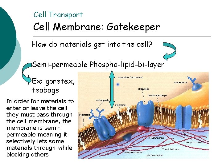 Cell Transport Cell Membrane: Gatekeeper How do materials get into the cell? Semi-permeable Phospho-lipid-bi-layer