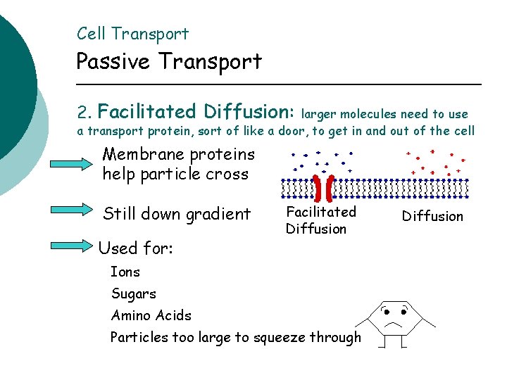 Cell Transport Passive Transport 2. Facilitated Diffusion: larger molecules need to use a transport