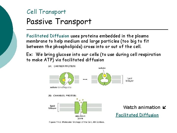 Cell Transport Passive Transport Facilitated Diffusion uses proteins embedded in the plasma membrane to