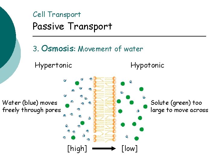 Cell Transport Passive Transport 3. Osmosis: Movement of water Hypertonic Hypotonic Water (blue) moves