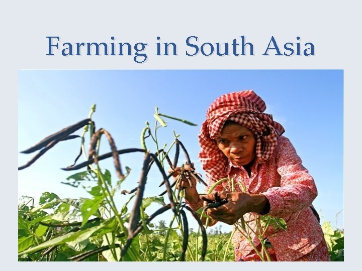 Farming in South Asia 