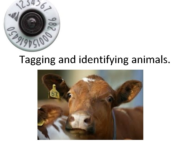 Tagging and identifying animals. 